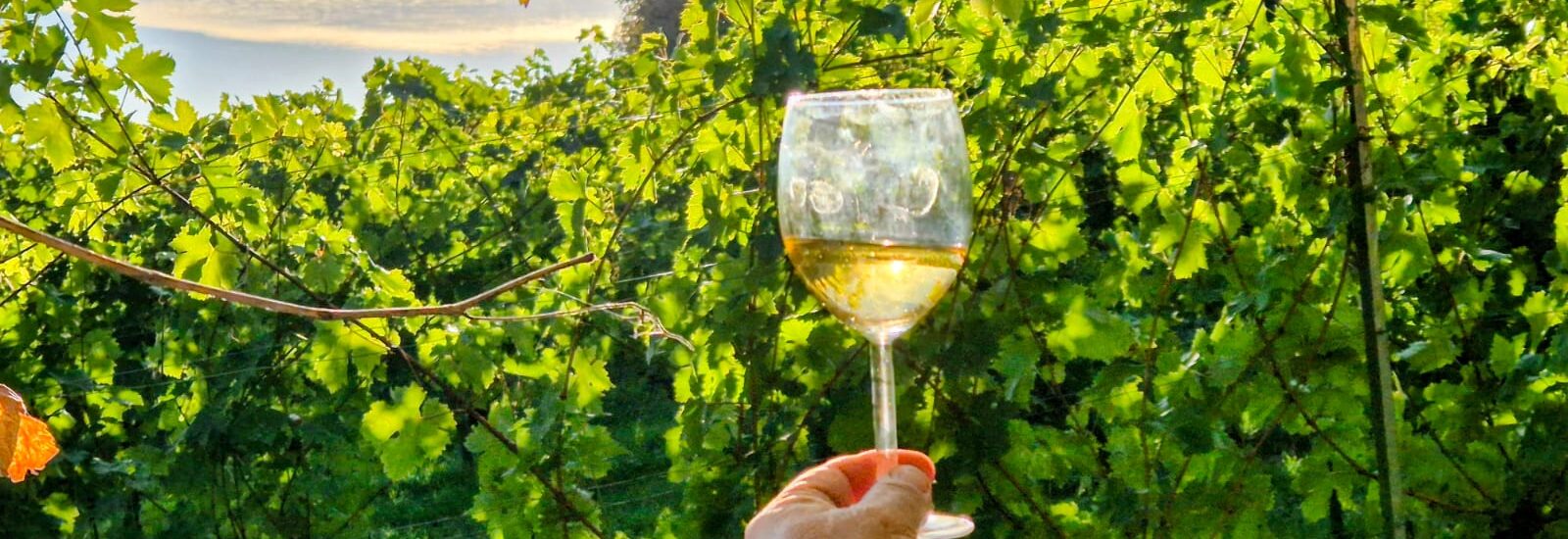 Eine Hand hält ein Glas Weißwein vor einem üppigen Weinberg.