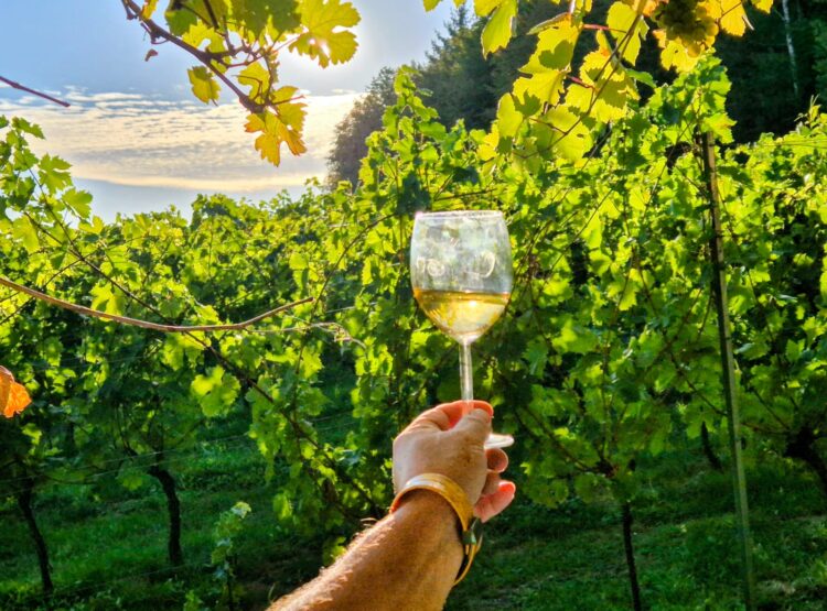 Eine Hand hält ein Glas Weißwein vor einem üppigen Weinberg.