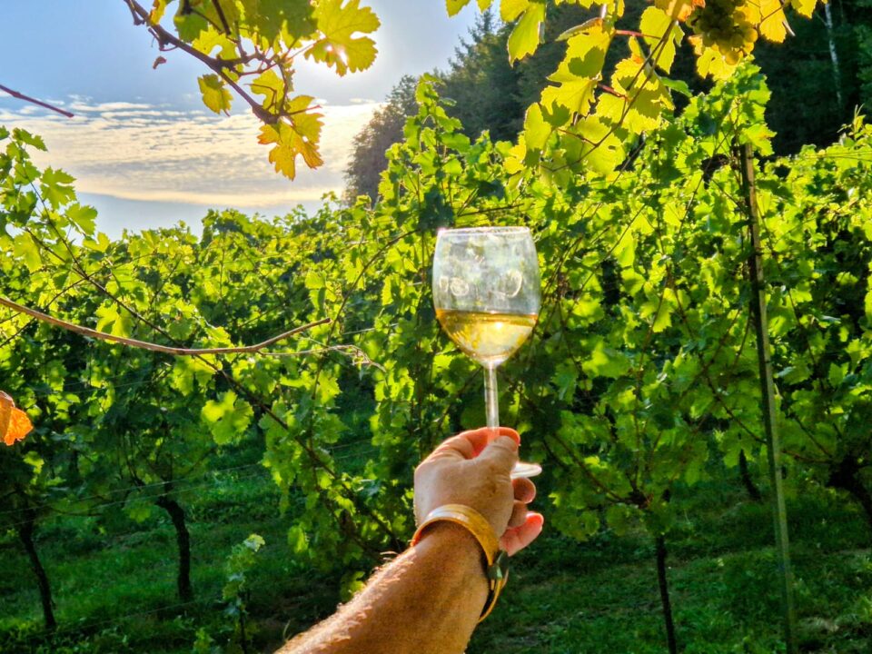 Eine Hand hält ein Glas Weißwein vor einem üppigen Weinberg.