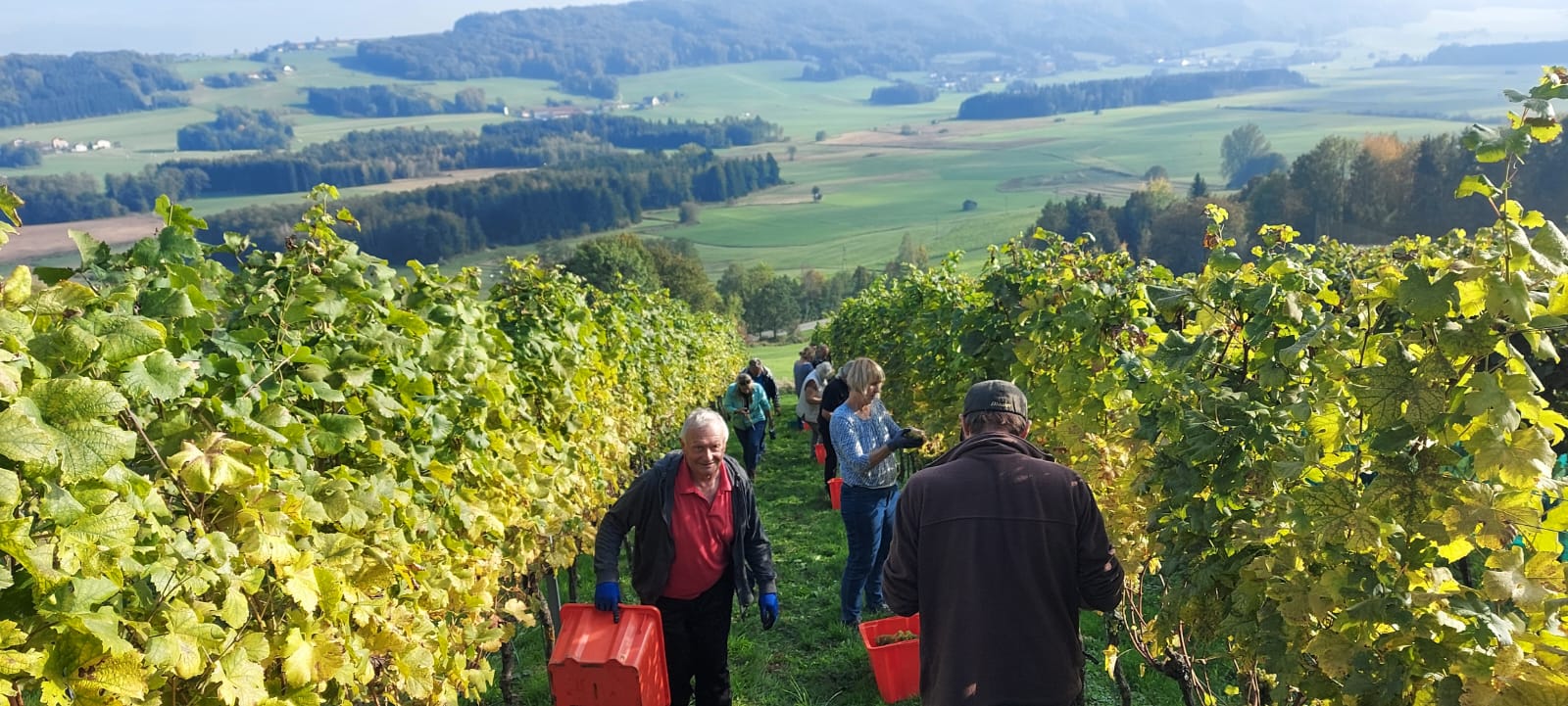 Menschen bei der Weinlese in einem am Hang gelegenen Weinberg mit Blick auf ein ländliches Tal.