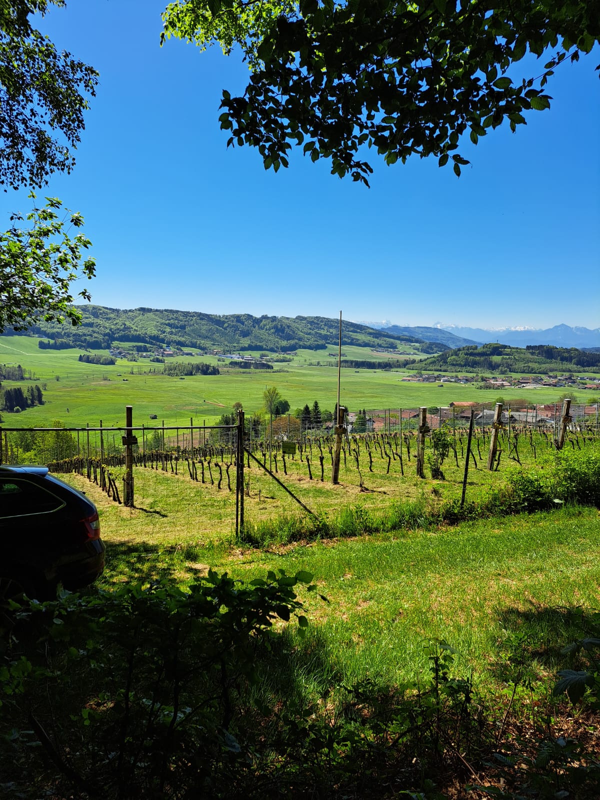 Ein Weinberg mit Blick auf ein grünes Tal und Berge in der Ferne unter einem strahlend blauen Himmel.