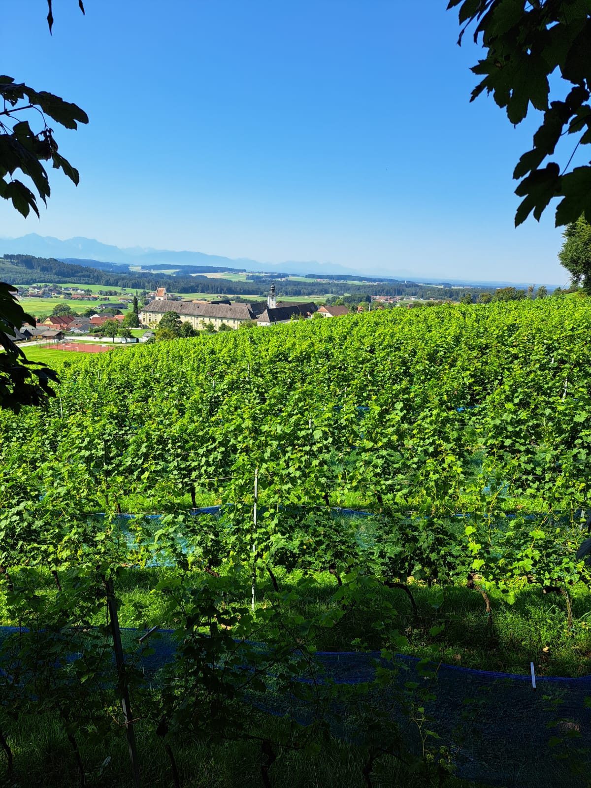 Ein üppiger Weinberg mit Blick auf eine österreichische Stadt mit einem Kloster, umgeben von Bergen unter einem strahlend blauen Himmel.