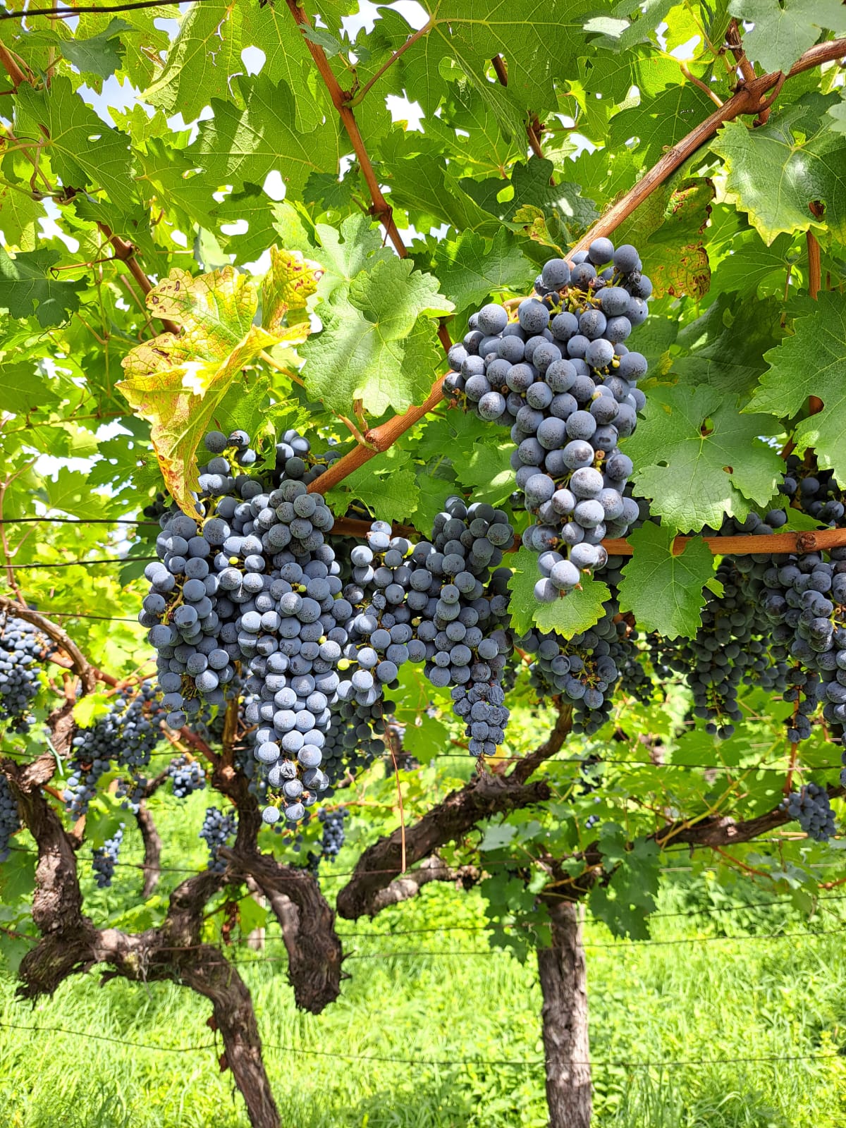 Traubenbüschel aus dunkelvioletten Trauben, die an einer Weinrebe hängen.