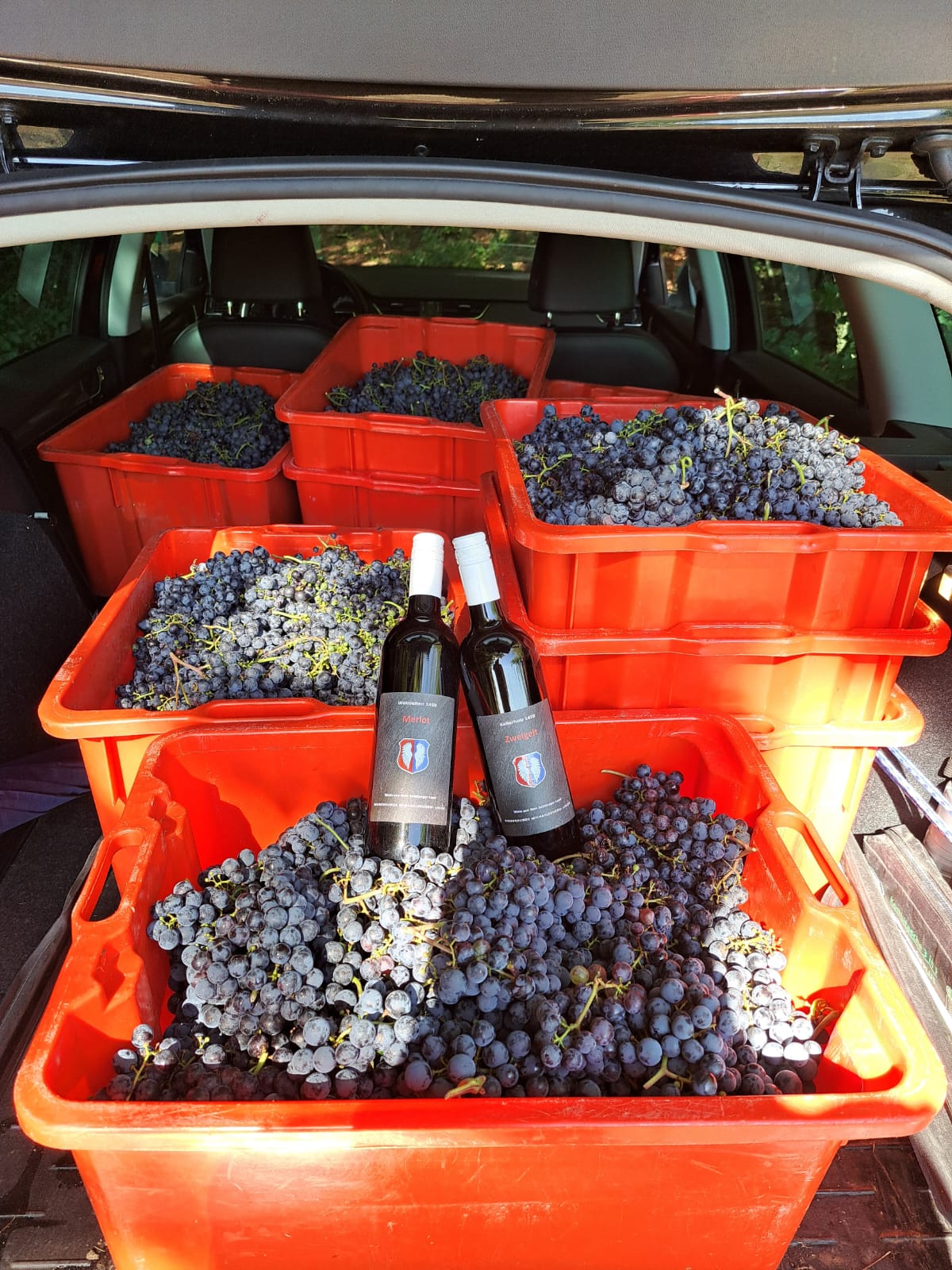Zwei Flaschen Wein stehen in einer roten Plastikkiste, die mit geernteten Trauben gefüllt ist, und werden auf den Kofferraum eines Autos geladen.