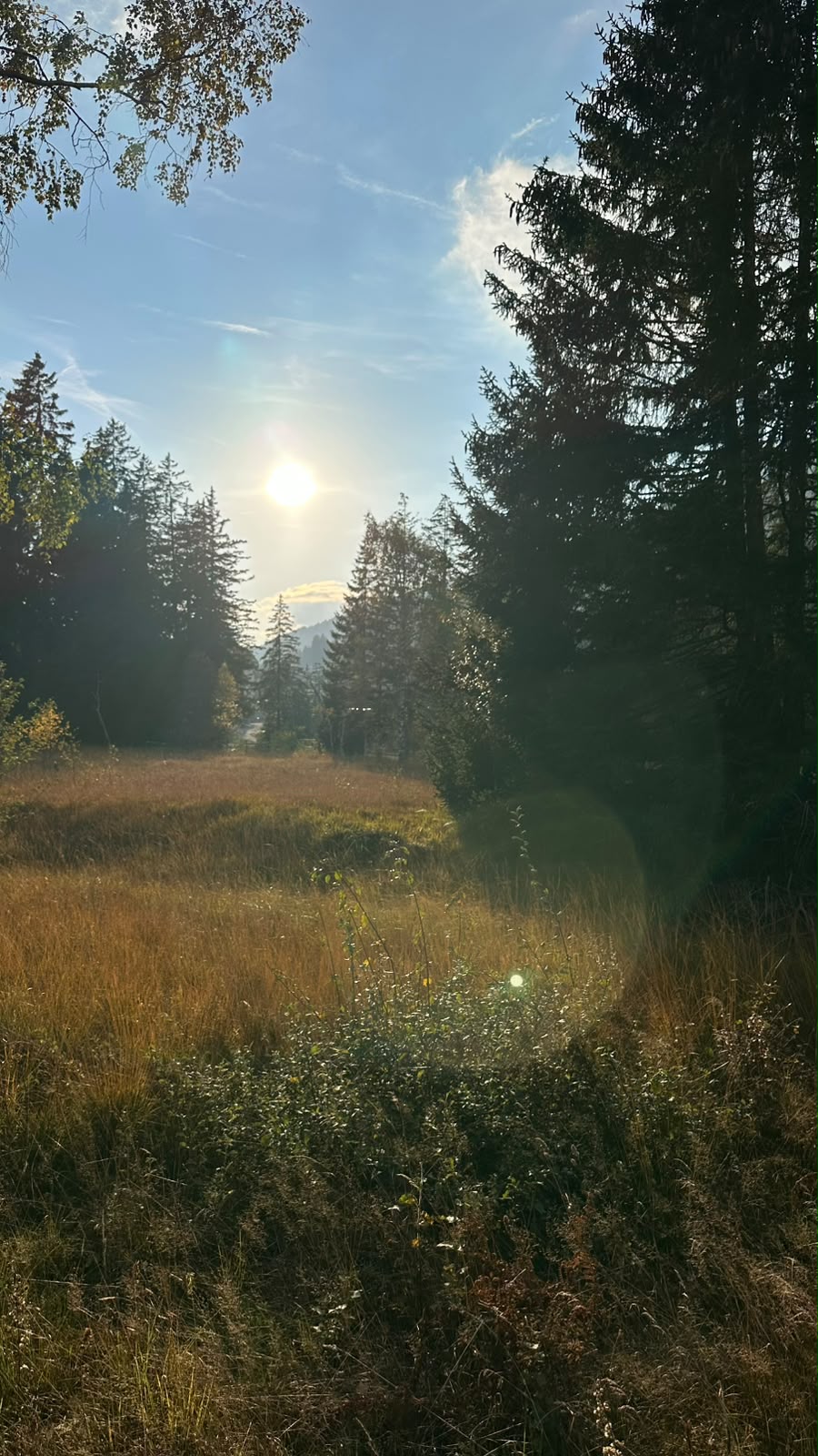 Sonnenlicht fällt auf eine von Bäumen umgebene Wiese in der österreichischen Landschaft.