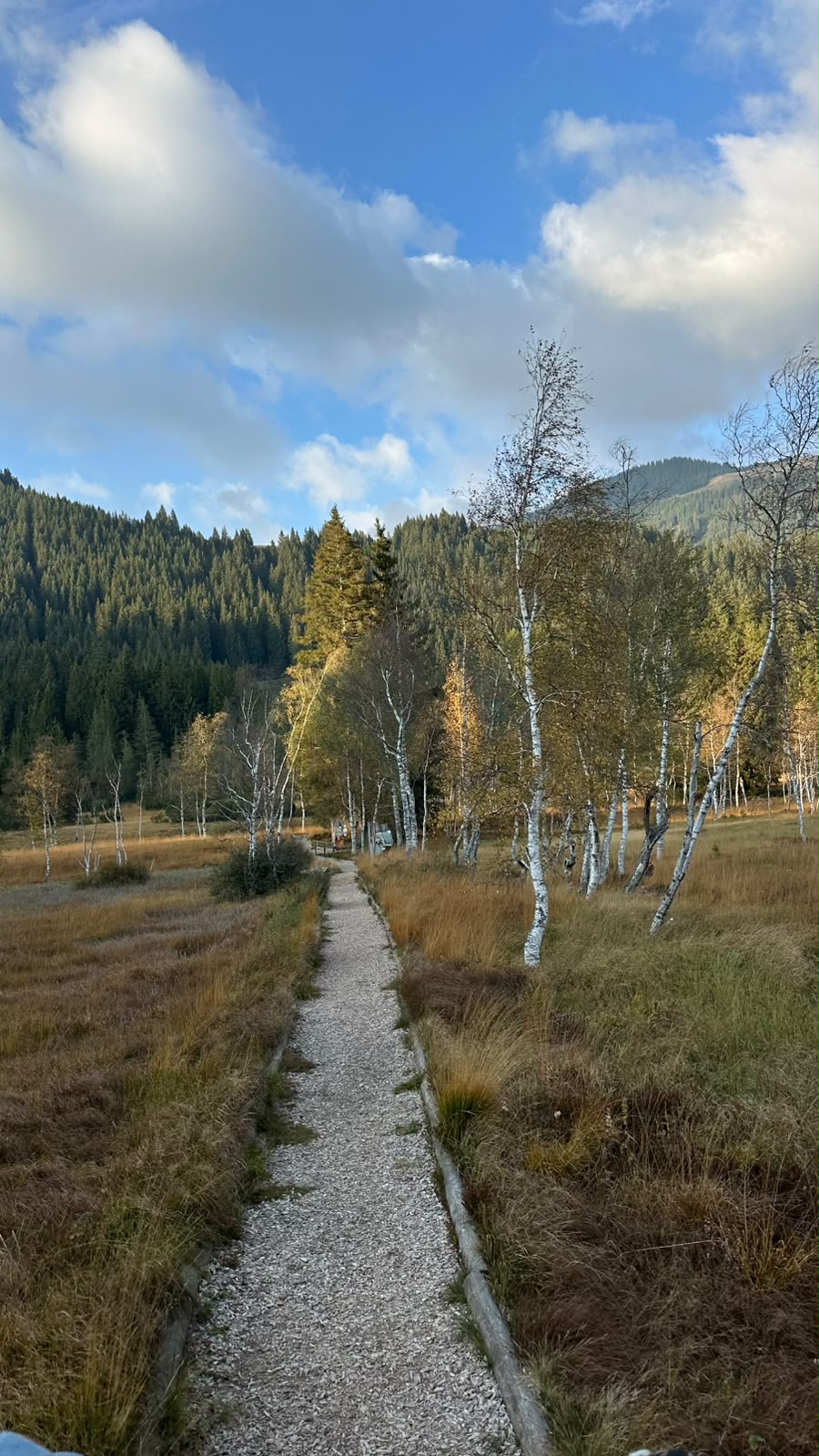 Ein Schotterweg führt durch eine Moorlandschaft mit Birken auf einen Wald am Fuße eines Berges zu.
