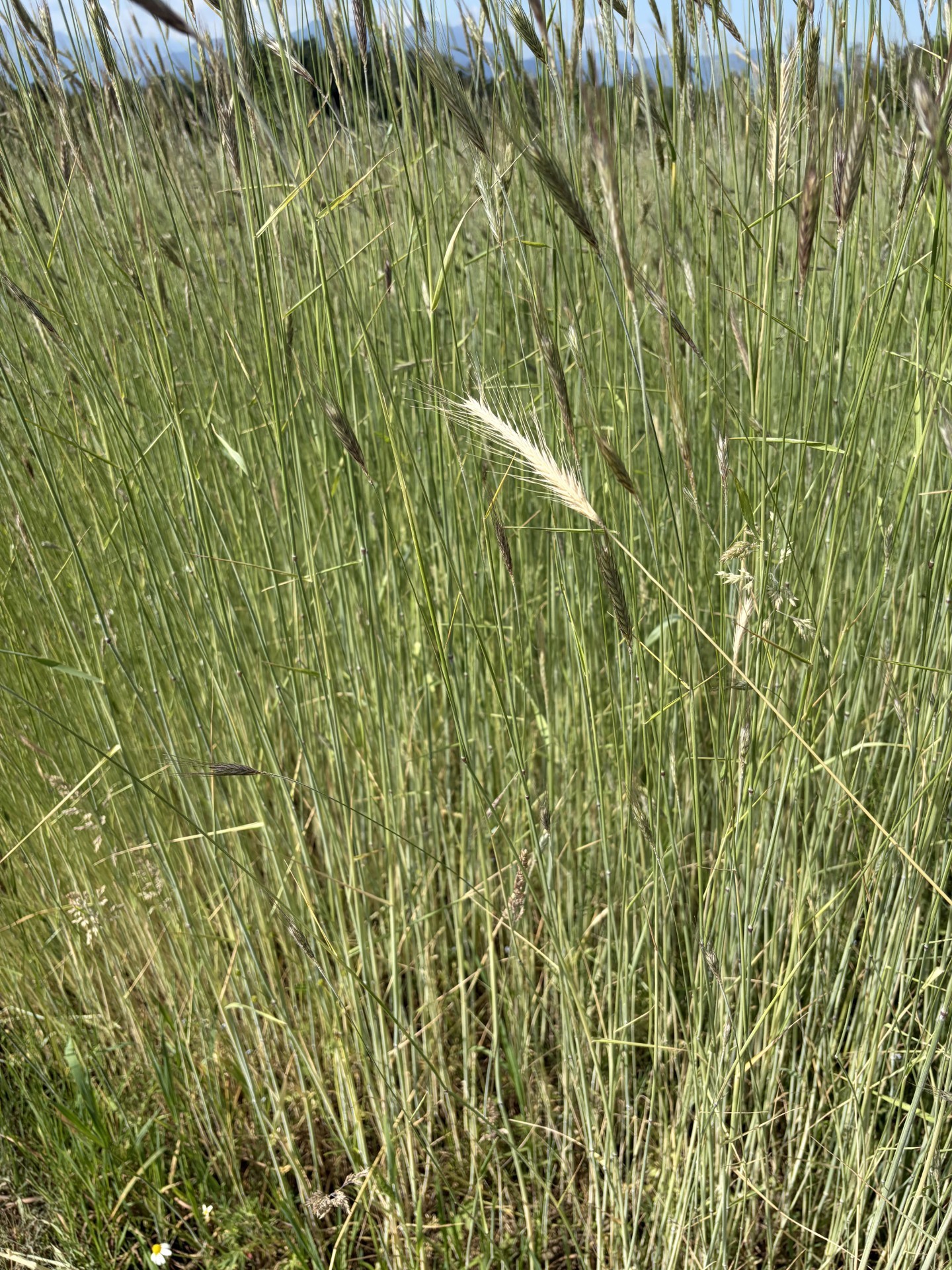 Hohes grünes Wiesengras und Getreidehalme.