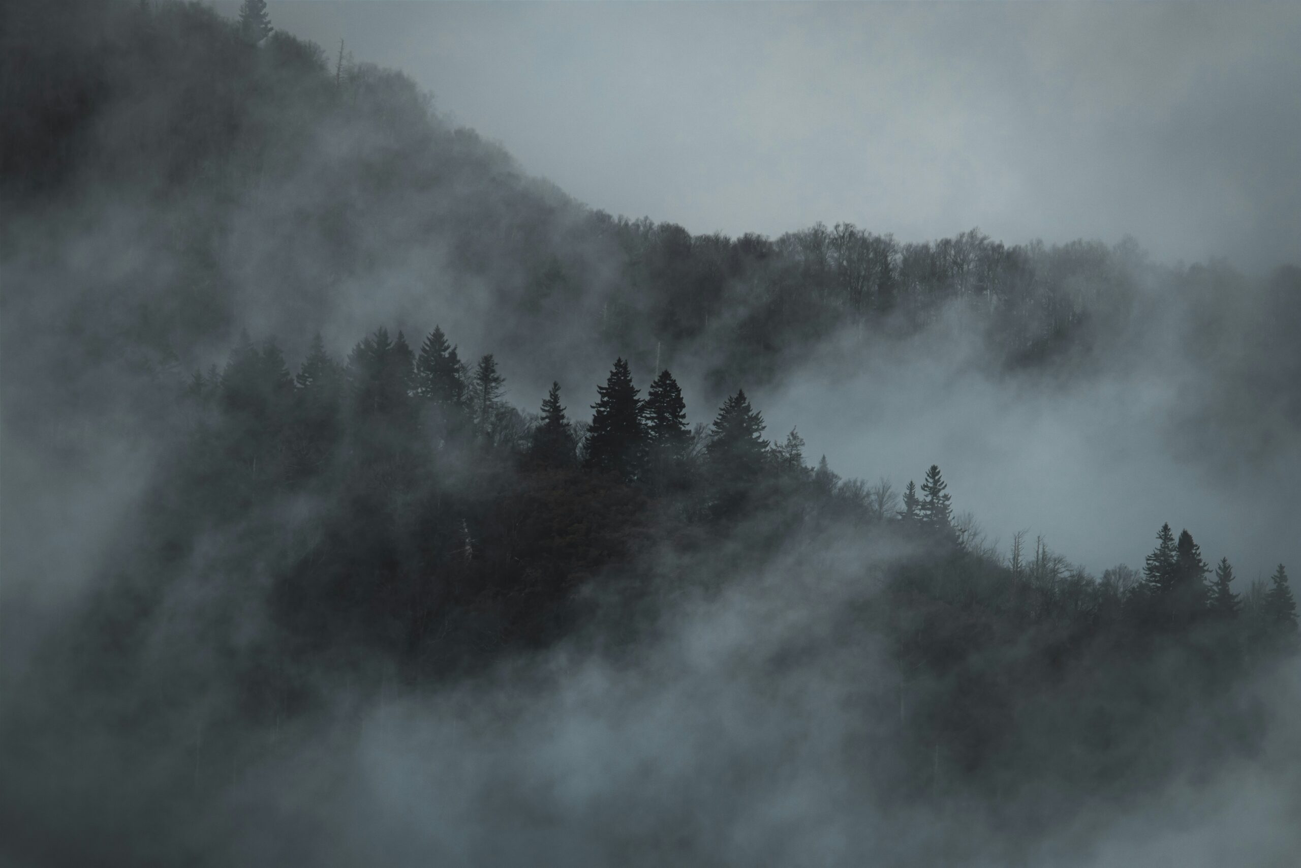 Kiefern an einem Berghang, die teilweise von dichtem Nebel verdeckt sind.