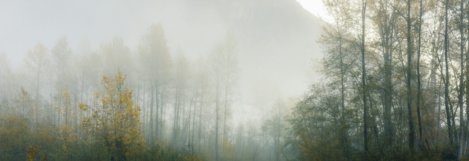 Waldlandschaft bei Nebel