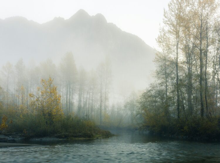 Waldlandschaft bei Nebel