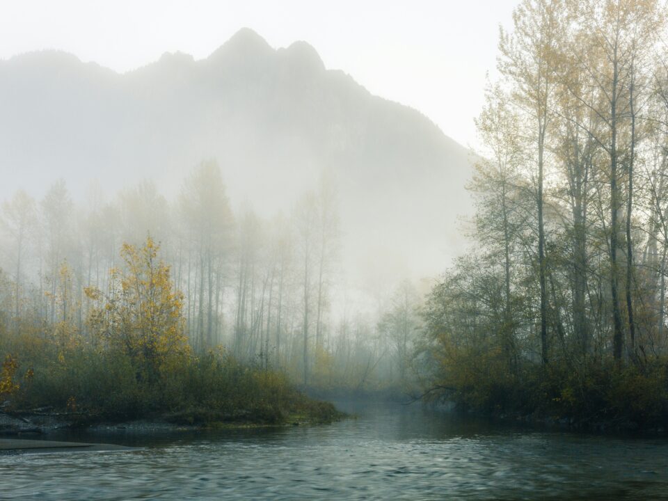 Waldlandschaft bei Nebel