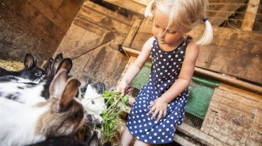 Kind füttert Kaninchen am Bauernhof