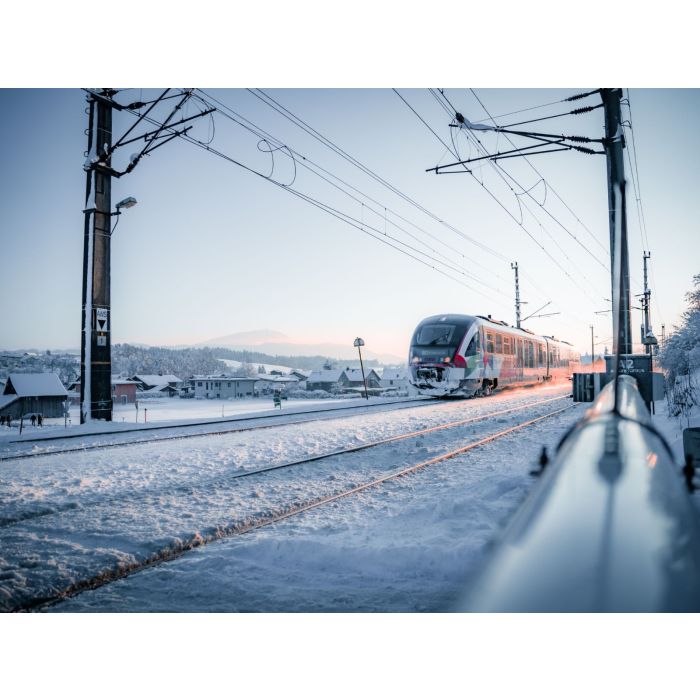 Alpakawanderung durch die Winterlandschaft