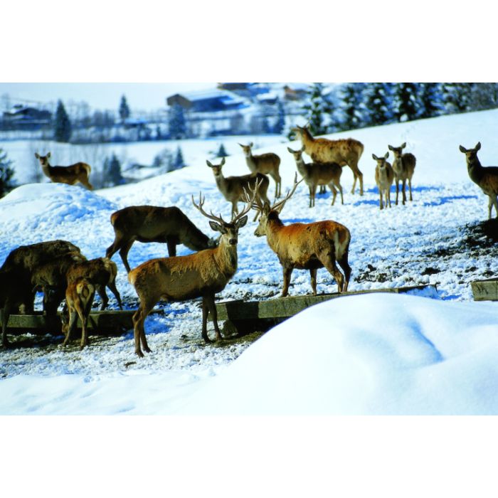 Wintererlebnisse im Nationalpark Hohe Tauern