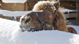 Tierische Wintermomente