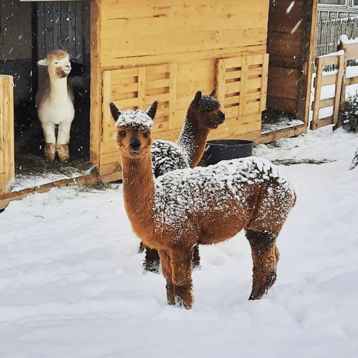 Alpakawanderung durch die Winterlandschaft