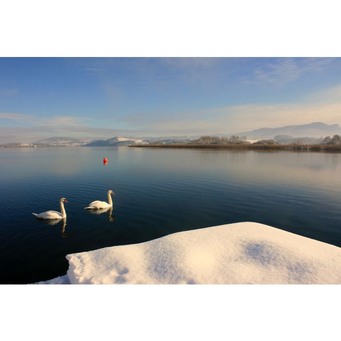 Alpakawanderung durch die Winterlandschaft