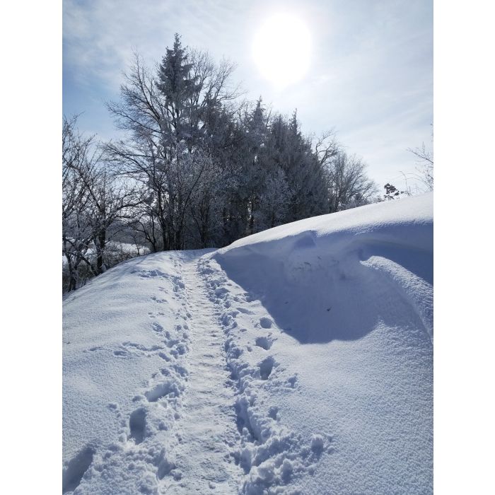 Alpakawanderung durch die Winterlandschaft