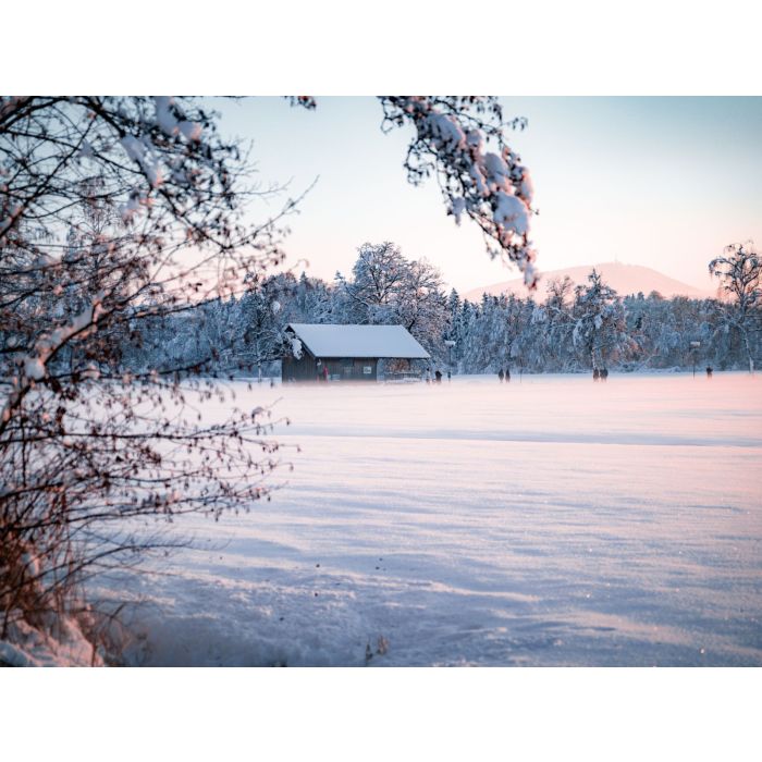 Alpakawanderung durch die Winterlandschaft