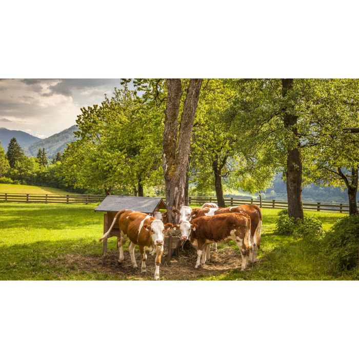 Deine Bauernhofauszeit im SalzburgerLand
