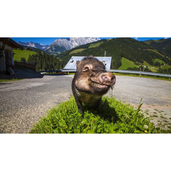 Deine Bauernhofauszeit im SalzburgerLand